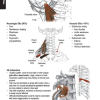 Orthopedic Assessment Textbook - Image 2